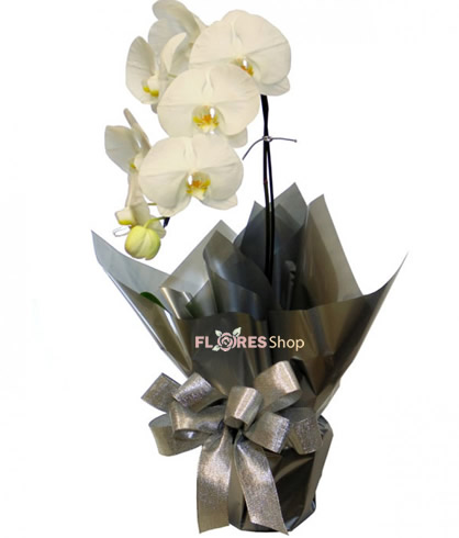2636 Orquídea Phalaenopsis