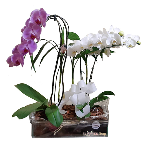 2479 Luxuosas Orquídeas