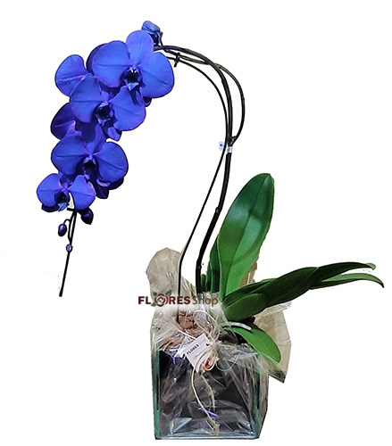 Entrega de Orquídeas Azuis para Curitiba (41)3095-5624 / Whats  (41)99286-3261 | Flores Shop