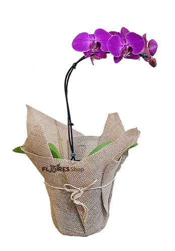 3339 Orquídea Roxa