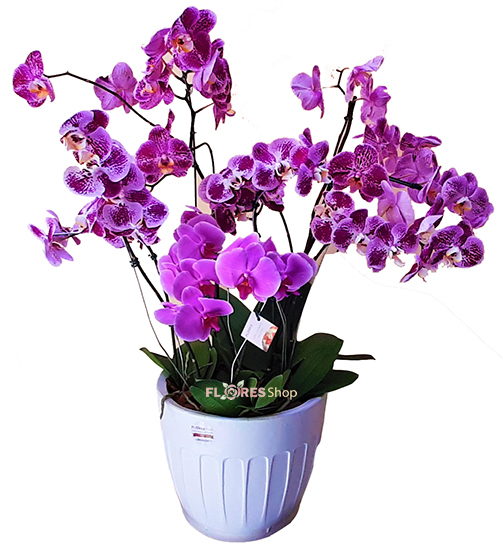 4147 Lilac Orchid