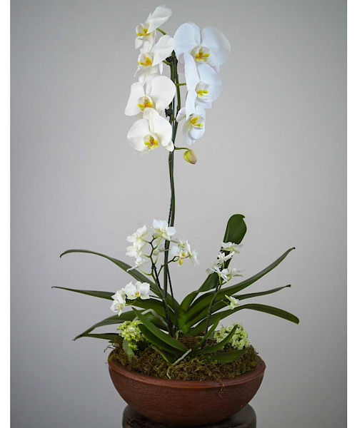 6497 Orquídea Singela e Magestosa