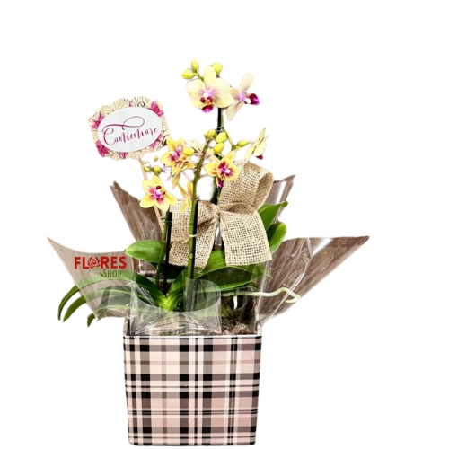 Orquídeas Dupla Harmonia