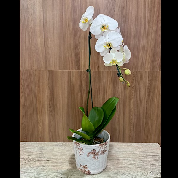 Amor de orquídea 3