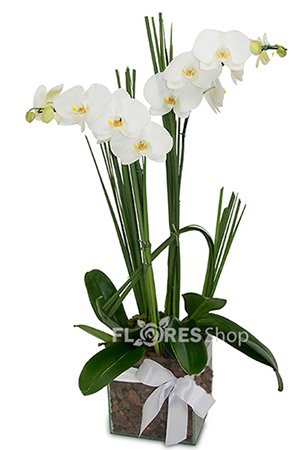 Due Amor de Orquidea