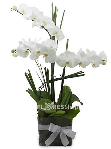Trio de Orquídeas