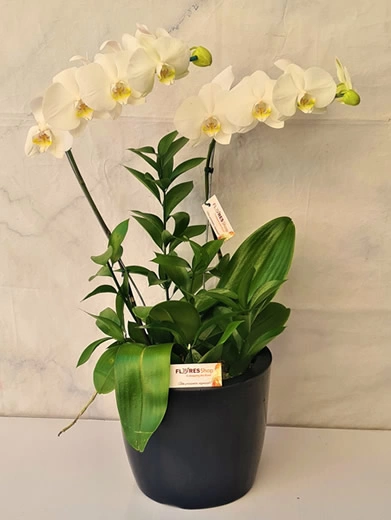 Belas Orquideas