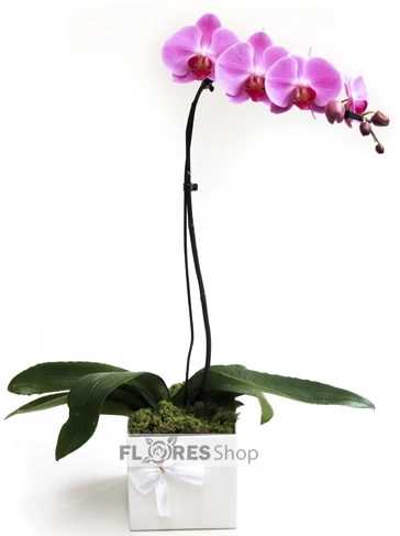 Graça de Orquídea 