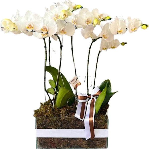 Jardim Luxuoso
