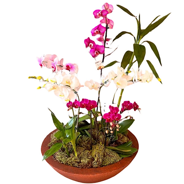 Meu Jardim