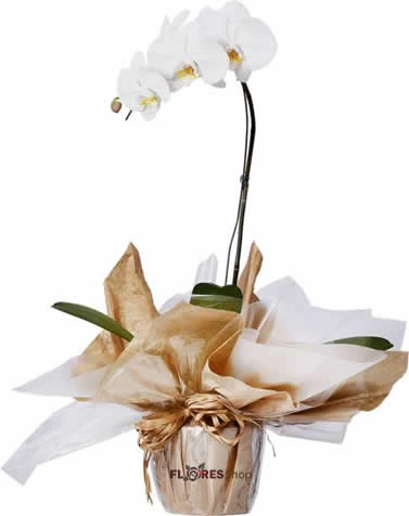 Orquídea