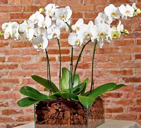 Orquídeas no Jardim