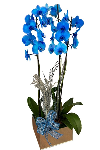 Orquídea azul